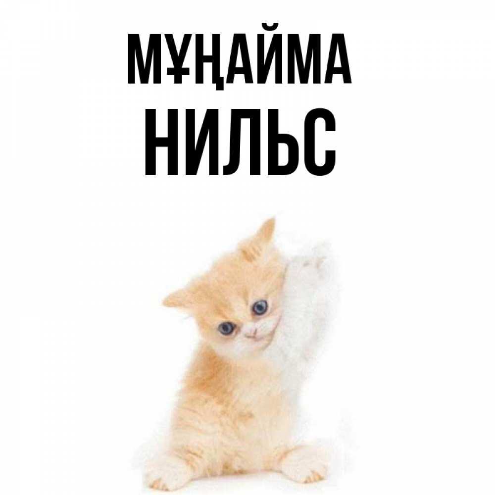 Күн сайын ашық хат с именем, Нильс Мұңайма просящий кот Онлайн тегін жүктеп алу тілектері бар керемет карта 