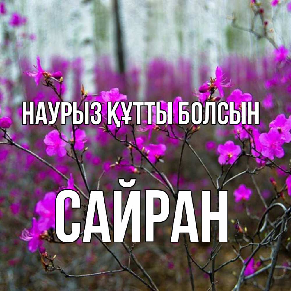 Күн сайын ашық хат с именем, САЙРАН Наурыз құтты болсын дикие цветы Онлайн тегін жүктеп алу тілектері бар керемет карта 