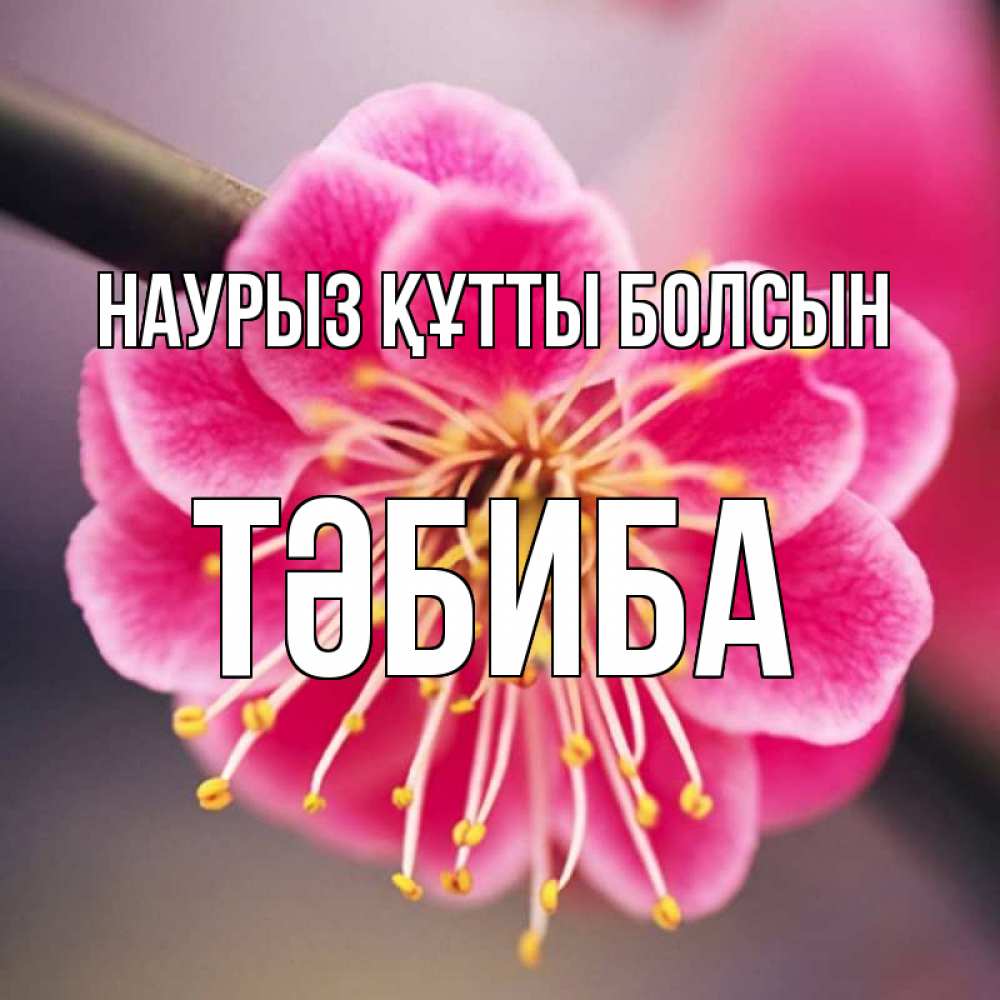 Күн сайын ашық хат с именем, ТӘБИБА Наурыз құтты болсын цветы Онлайн тегін жүктеп алу тілектері бар керемет карта 