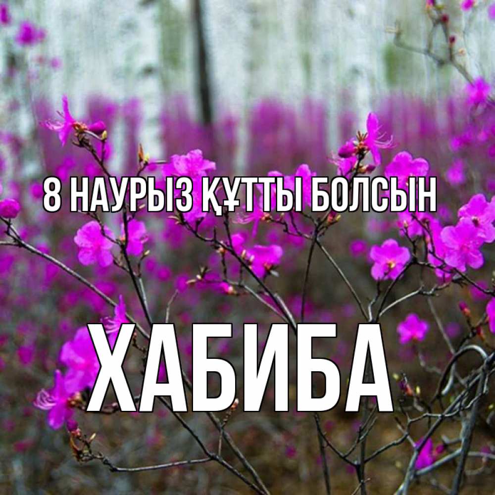 Күн сайын ашық хат с именем, ХАБИБА 8 наурыз құтты болсын дикие цветы Онлайн тегін жүктеп алу тілектері бар керемет карта 