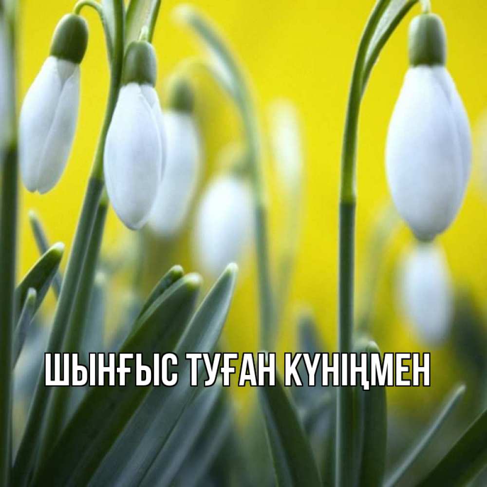 Картинка  с именем , ШЫНҒЫС! ТУҒАН КҮНІҢМЕН!