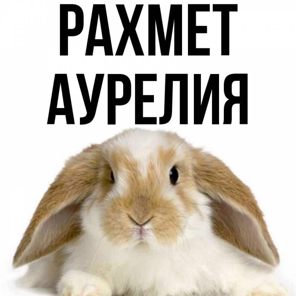 Күн сайын ашық хат с именем, Аурелия рахмет коричнево белый заяц Онлайн тегін жүктеп алу тілектері бар керемет карта 