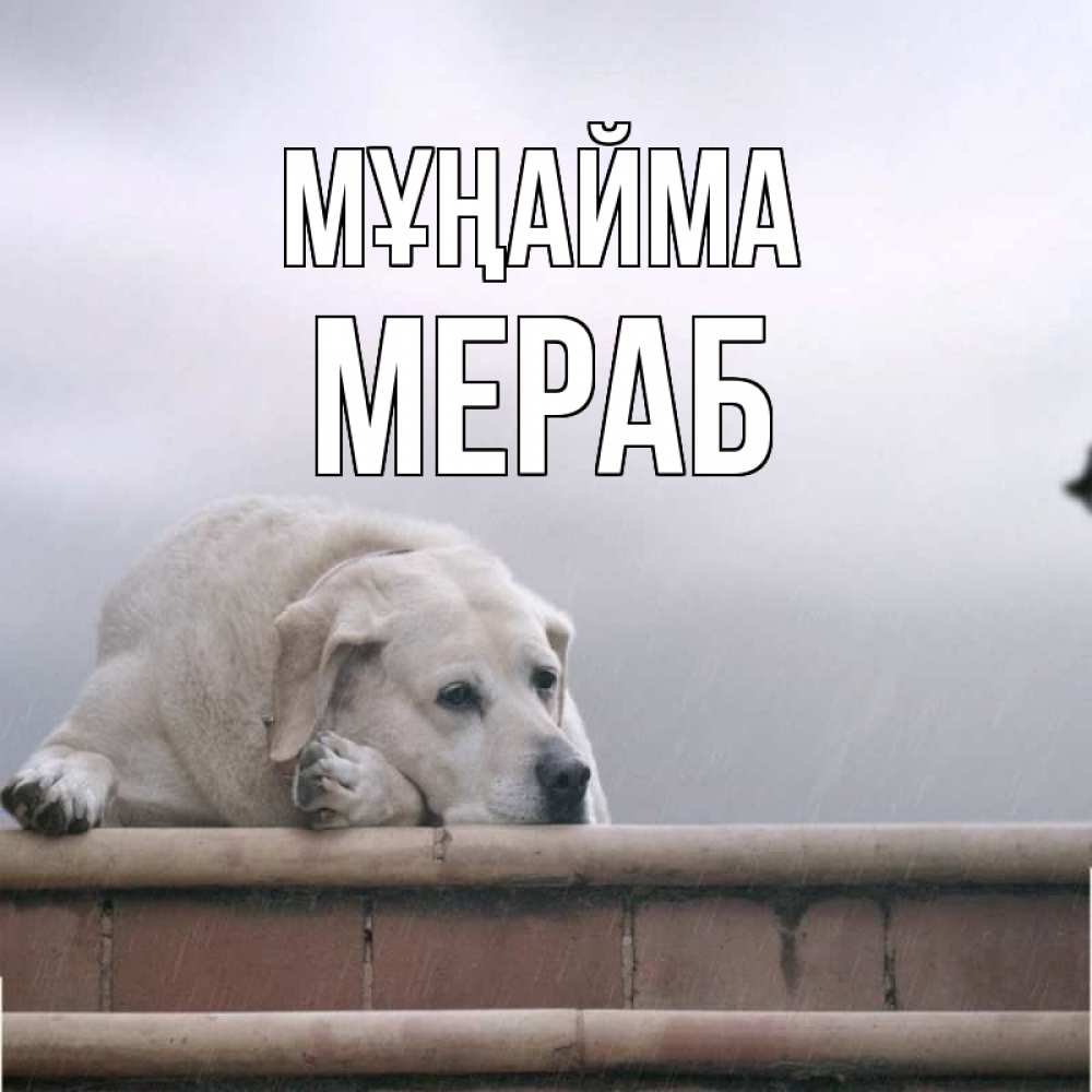 Күн сайын ашық хат с именем, Мераб Мұңайма белый пес 1 Онлайн тегін жүктеп алу тілектері бар керемет карта 