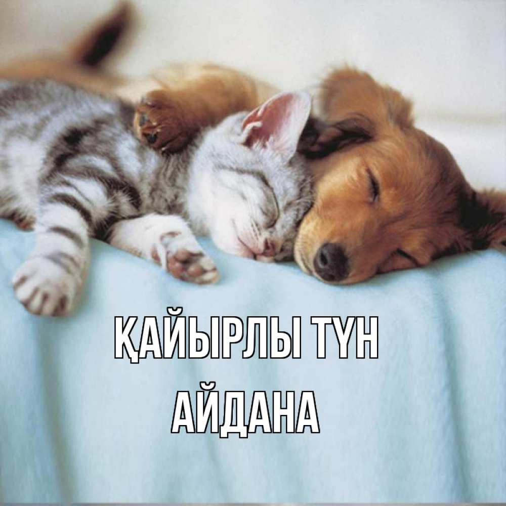 Күн сайын ашық хат с именем, АЙДАНА Қайырлы түн с животными Онлайн тегін жүктеп алу тілектері бар керемет карта 