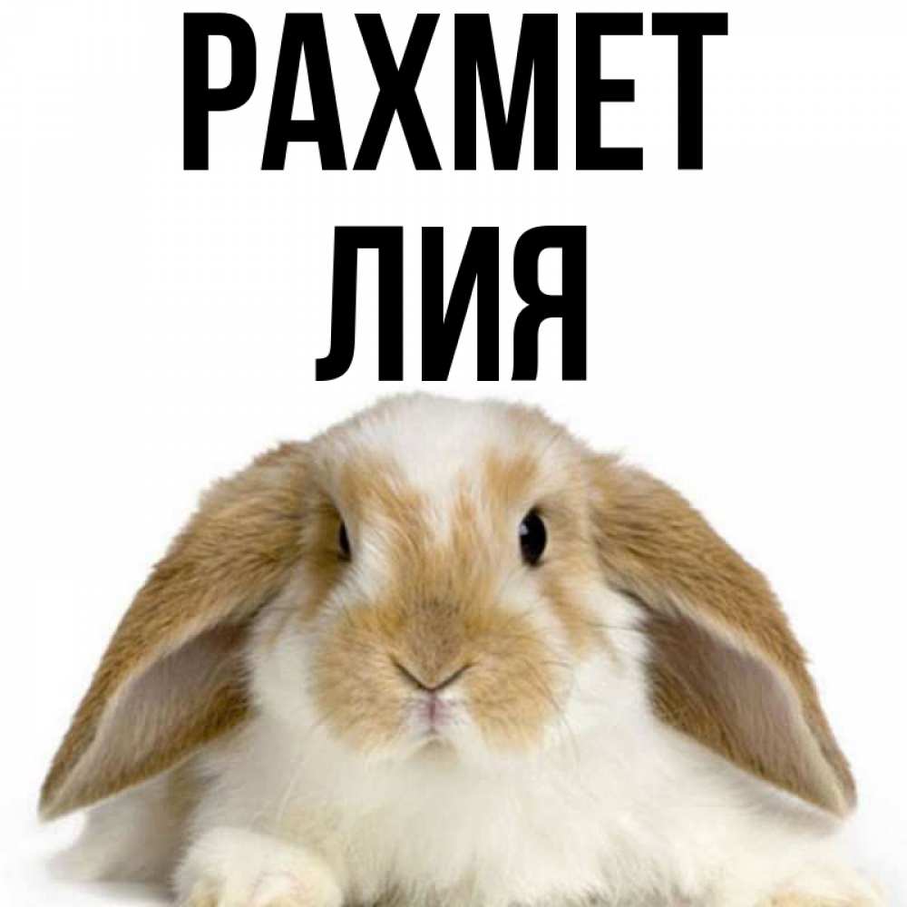 Күн сайын ашық хат с именем, Лия рахмет коричнево белый заяц Онлайн тегін жүктеп алу тілектері бар керемет карта 