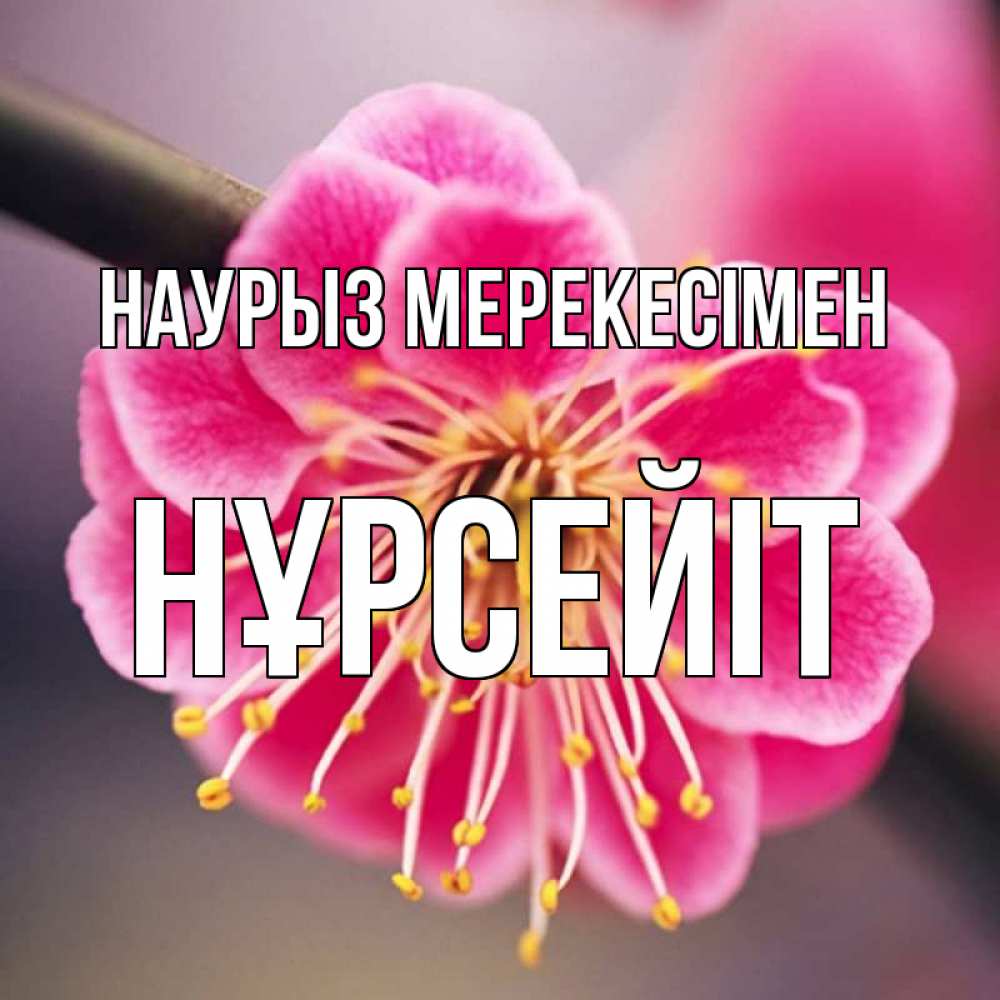 Күн сайын ашық хат с именем, НҰРСЕЙІТ Наурыз мерекесімен цветы Онлайн тегін жүктеп алу тілектері бар керемет карта 
