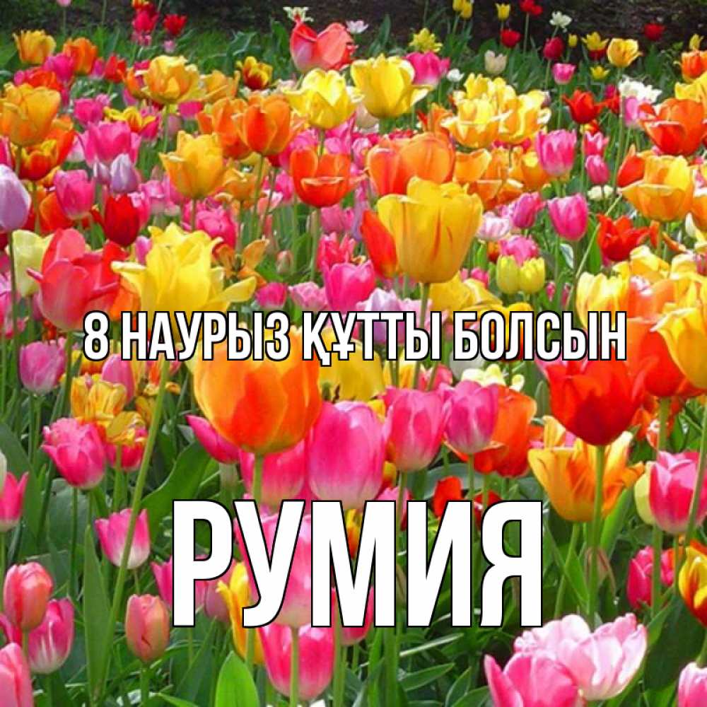 Күн сайын ашық хат с именем, Румия 8 наурыз құтты болсын на международный женский день Онлайн тегін жүктеп алу тілектері бар керемет карта 