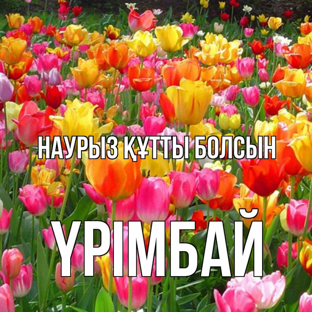 Күн сайын ашық хат с именем, ҮРІМБАЙ Наурыз құтты болсын на наурыз  ура ура Онлайн тегін жүктеп алу тілектері бар керемет карта 