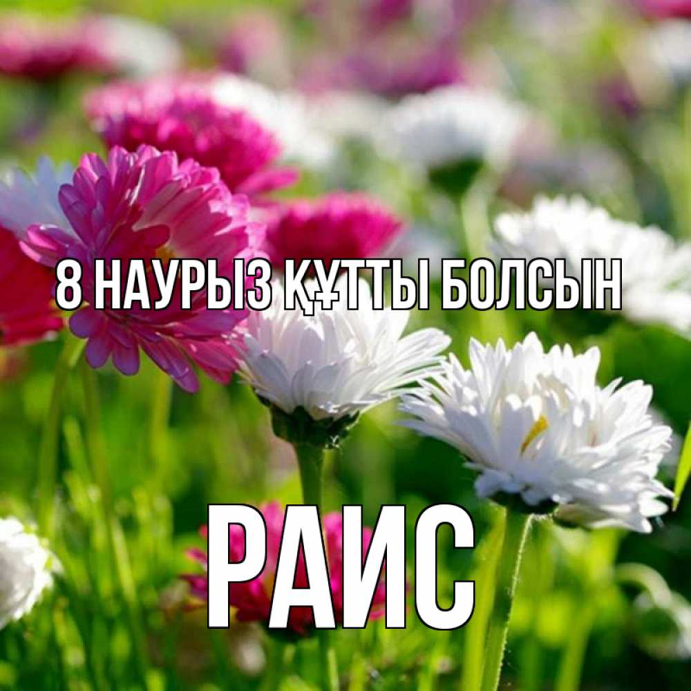 Күн сайын ашық хат с именем, Раис 8 наурыз құтты болсын международный женский день 1 Онлайн тегін жүктеп алу тілектері бар керемет карта 