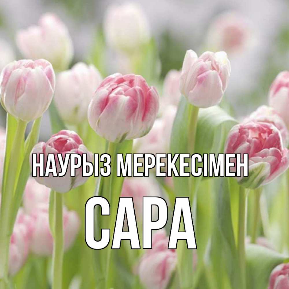 Күн сайын ашық хат с именем, САРА Наурыз мерекесімен цветы Онлайн тегін жүктеп алу тілектері бар керемет карта 