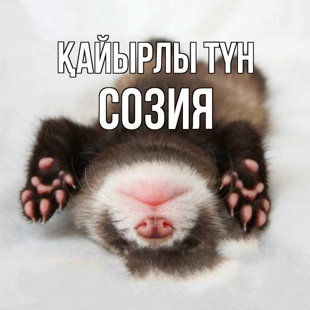 Күн сайын ашық хат с именем, Созия Қайырлы түн зверек Онлайн тегін жүктеп алу тілектері бар керемет карта 