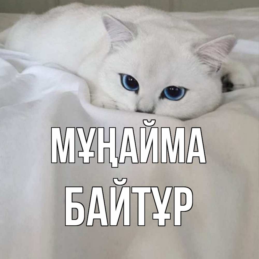 Күн сайын ашық хат с именем, Байтұр Мұңайма белый кот с голубыми глазами на белоснежной кровати Онлайн тегін жүктеп алу тілектері бар керемет карта 