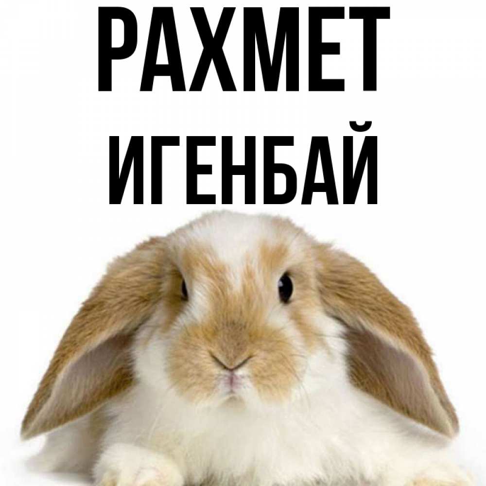 Күн сайын ашық хат с именем, Игенбай рахмет коричнево белый заяц Онлайн тегін жүктеп алу тілектері бар керемет карта 