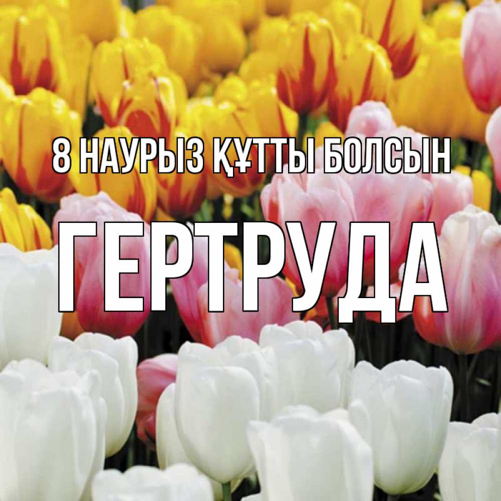 Күн сайын ашық хат с именем, Гертруда 8 наурыз құтты болсын разноцветные цветы Онлайн тегін жүктеп алу тілектері бар керемет карта 