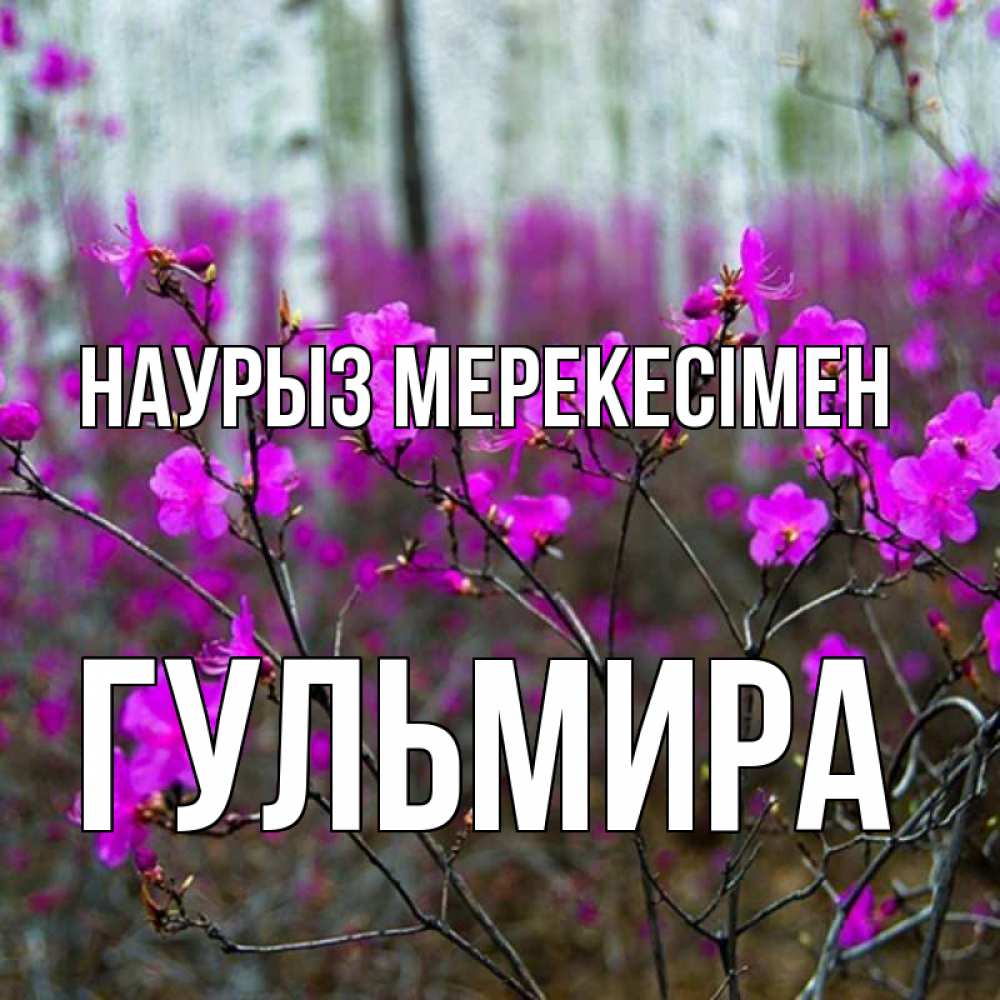 Күн сайын ашық хат с именем, Гульмира Наурыз мерекесімен дикие цветы Онлайн тегін жүктеп алу тілектері бар керемет карта 