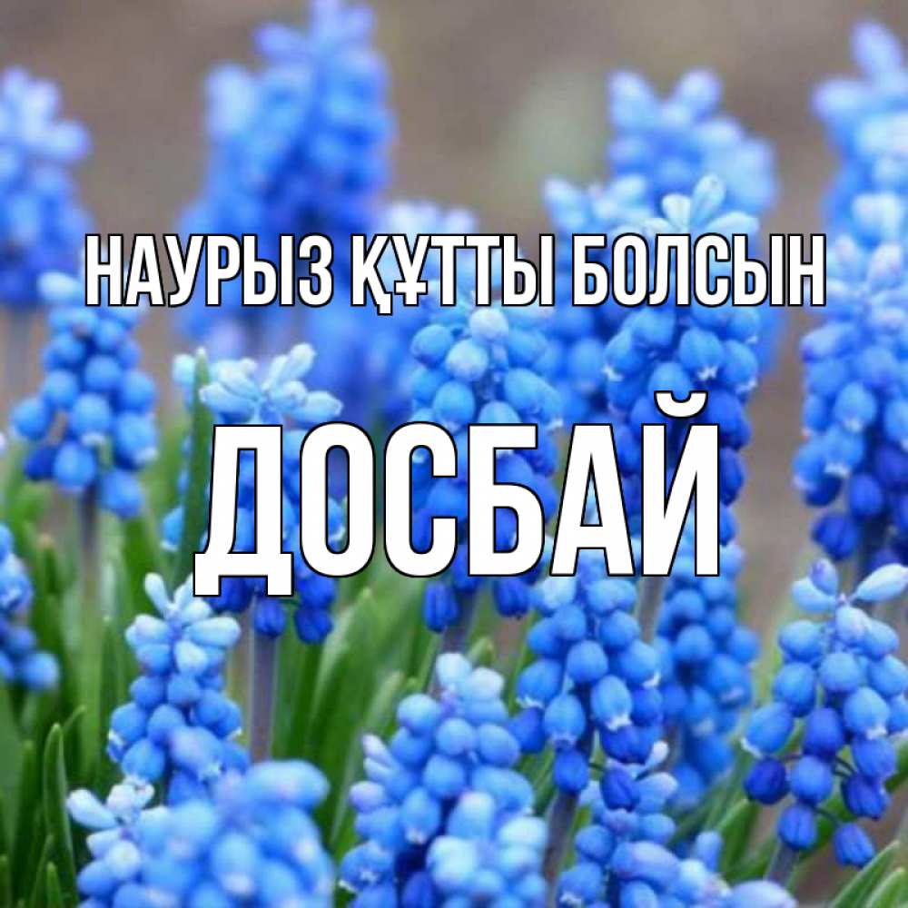Күн сайын ашық хат с именем, Досбай Наурыз құтты болсын Поздравительная открытка для женщин с цветами на праздничную дату Онлайн тегін жүктеп алу тілектері бар керемет карта 