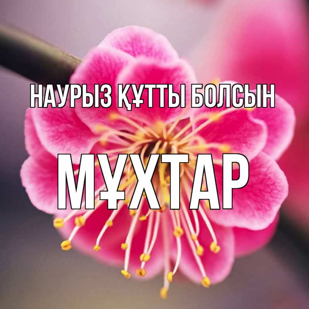 Күн сайын ашық хат с именем, МҰХТАР Наурыз құтты болсын цветы Онлайн тегін жүктеп алу тілектері бар керемет карта 