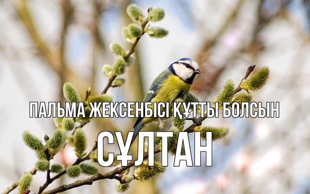 Күн сайын ашық хат с именем, СҰЛТАН Пальма жексенбісі құтты болсын верба Онлайн тегін жүктеп алу тілектері бар керемет карта 