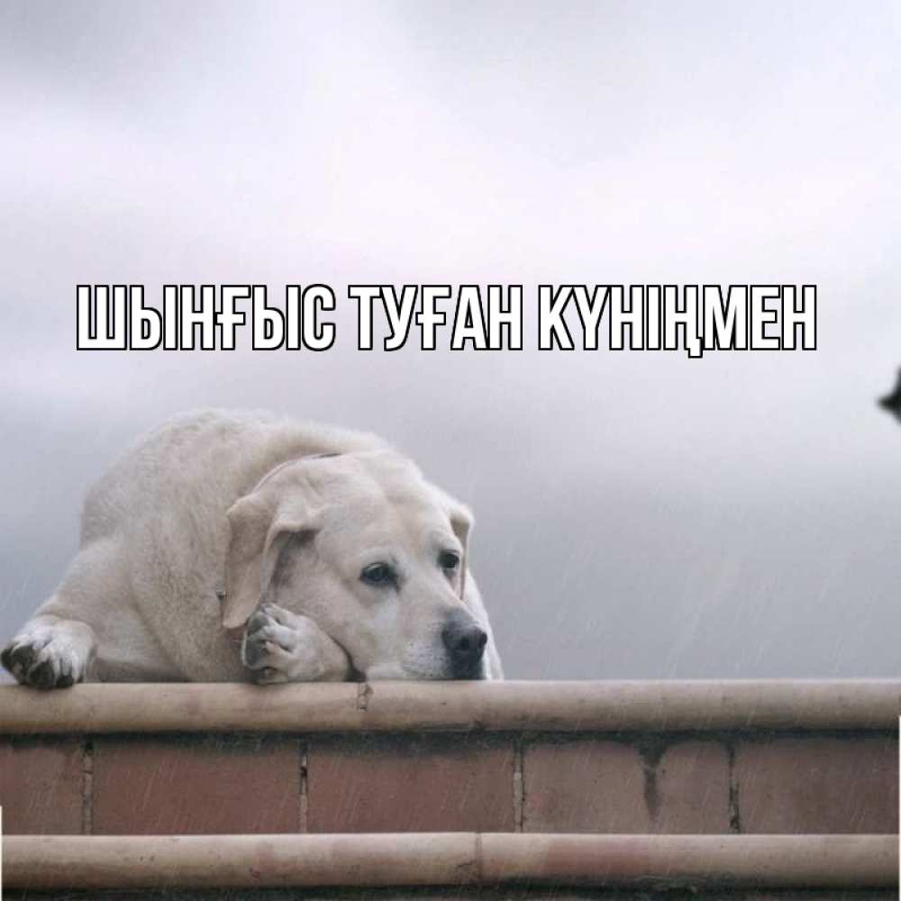 Күн сайын ашық хат с именем, ШЫНҒЫС-ТУҒАН-КҮНІҢМЕН Главная белый пес 1 Онлайн тегін жүктеп алу тілектері бар керемет карта 