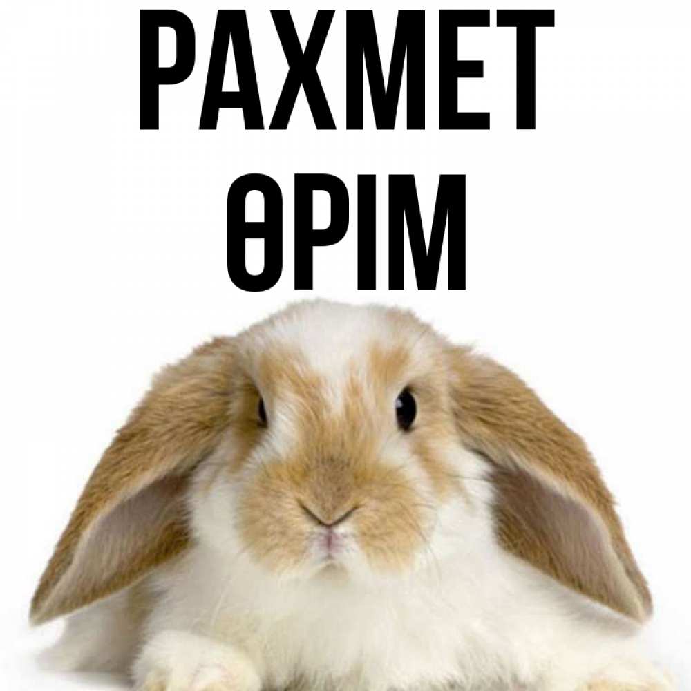 Күн сайын ашық хат с именем, ӨРІМ рахмет коричнево белый заяц Онлайн тегін жүктеп алу тілектері бар керемет карта 