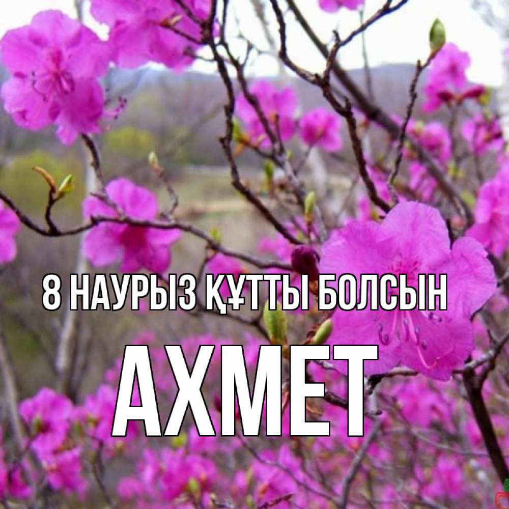 Күн сайын ашық хат с именем, Ахмет 8 наурыз құтты болсын международный женский день Онлайн тегін жүктеп алу тілектері бар керемет карта 