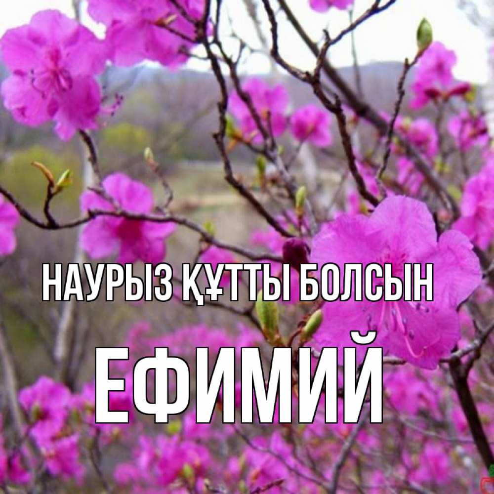 Күн сайын ашық хат с именем, Ефимий Наурыз құтты болсын наурыз мейрамы кутты болсын Онлайн тегін жүктеп алу тілектері бар керемет карта 