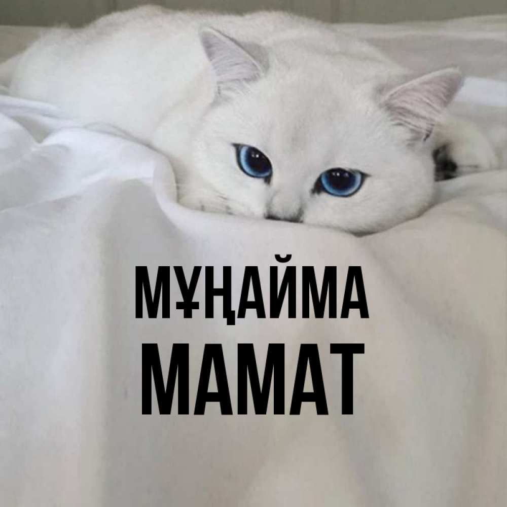 Күн сайын ашық хат с именем, МАМАТ Мұңайма Голубоглазая кошка Онлайн тегін жүктеп алу тілектері бар керемет карта 