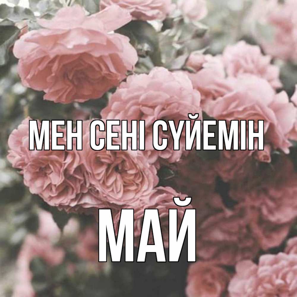 Күн сайын ашық хат с именем, Май Мен сені сүйемін розы 3 Онлайн тегін жүктеп алу тілектері бар керемет карта 