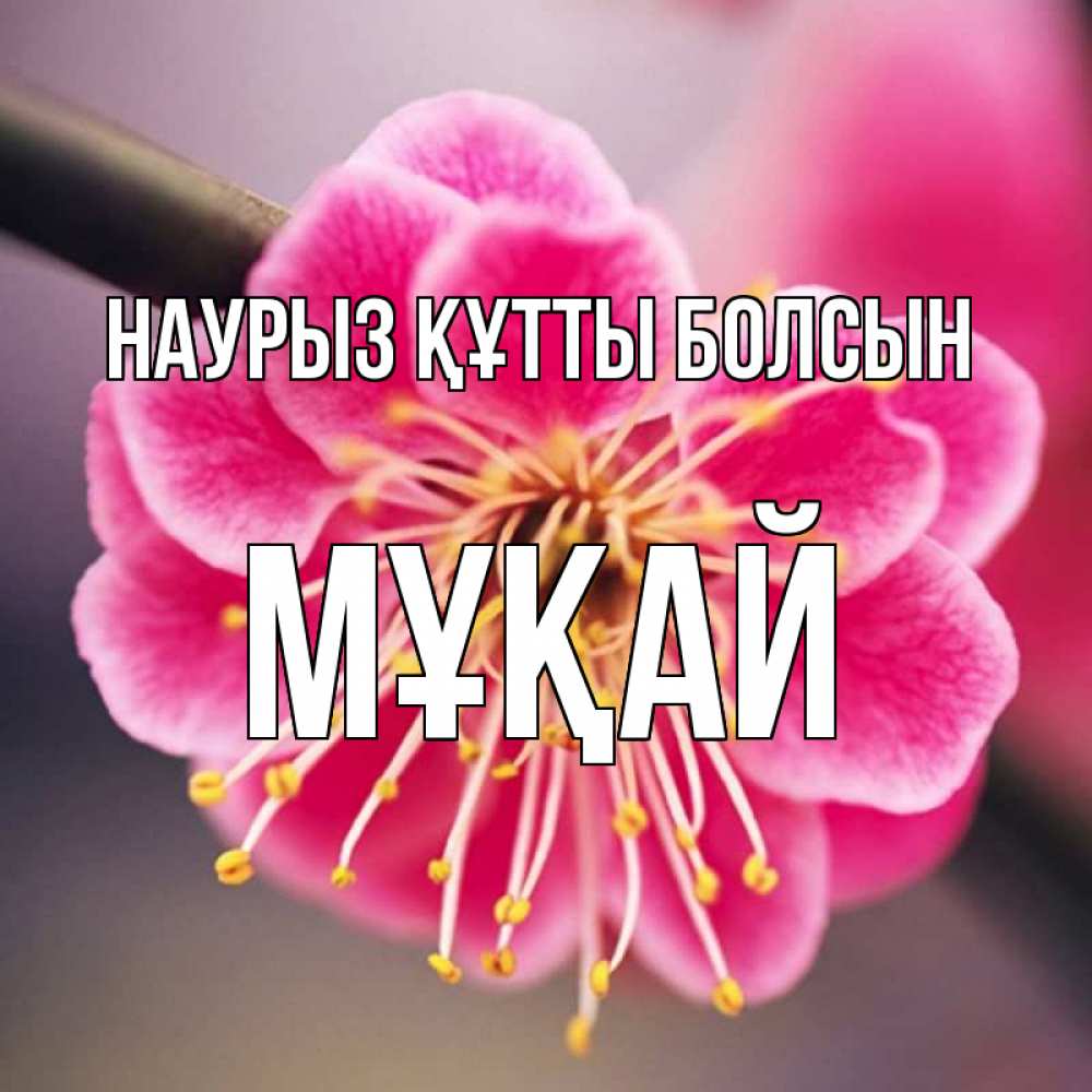 Күн сайын ашық хат с именем, Мұқай Наурыз құтты болсын цветы Онлайн тегін жүктеп алу тілектері бар керемет карта 