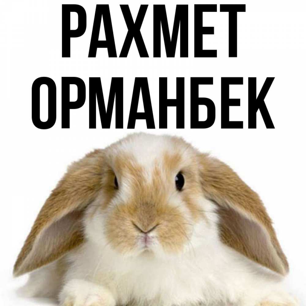 Күн сайын ашық хат с именем, ОРМАНБЕК рахмет коричнево белый заяц Онлайн тегін жүктеп алу тілектері бар керемет карта 