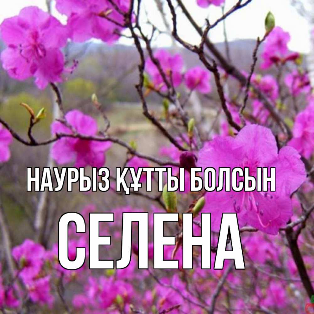 Күн сайын ашық хат с именем, Селена Наурыз құтты болсын наурыз мейрамы кутты болсын Онлайн тегін жүктеп алу тілектері бар керемет карта 