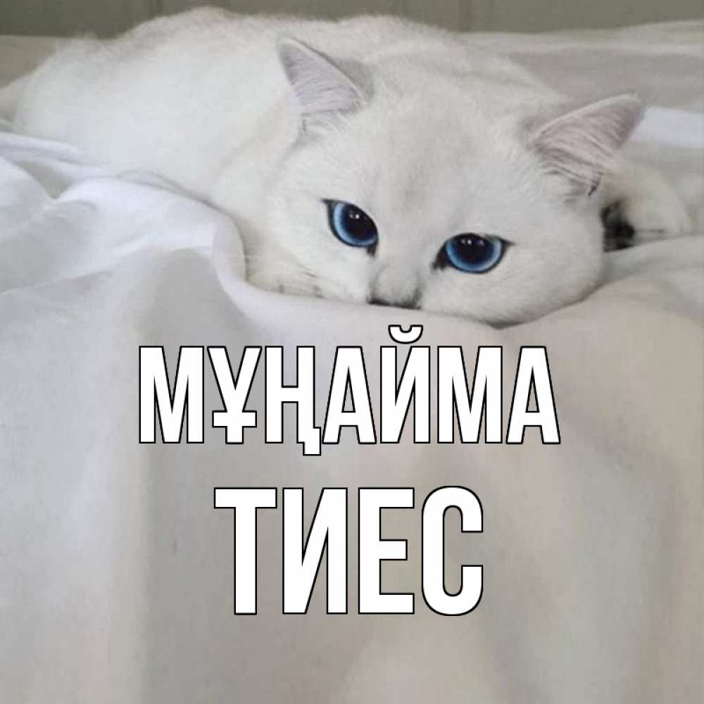 Күн сайын ашық хат с именем, ТИЕС Мұңайма белый кот с голубыми глазами на белоснежной кровати Онлайн тегін жүктеп алу тілектері бар керемет карта 