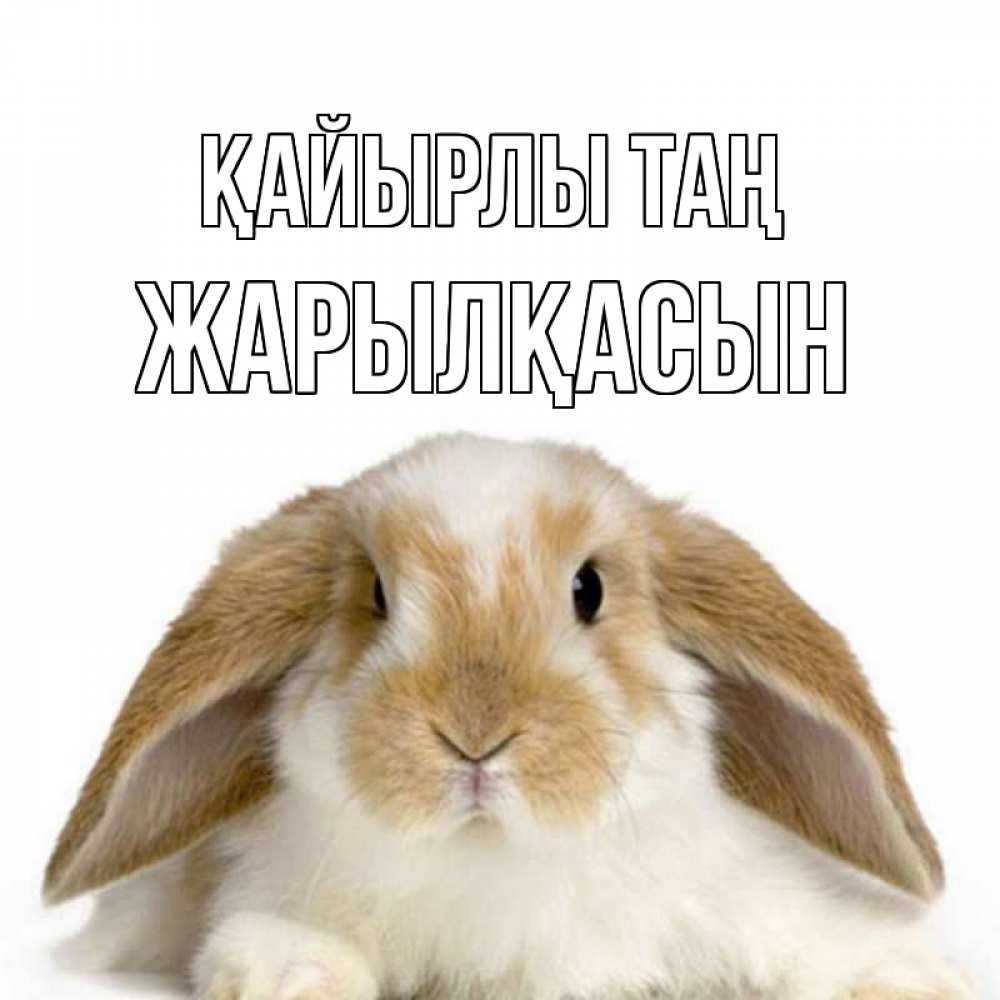 Күн сайын ашық хат с именем, Жарылқасын Қайырлы таң прикольные открытки на каждый день Онлайн тегін жүктеп алу тілектері бар керемет карта 