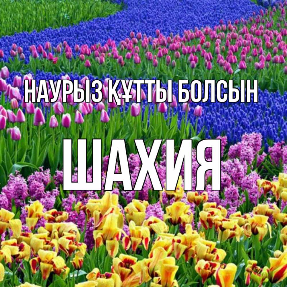 Күн сайын ашық хат с именем, ШАХИЯ Наурыз құтты болсын цветы Онлайн тегін жүктеп алу тілектері бар керемет карта 