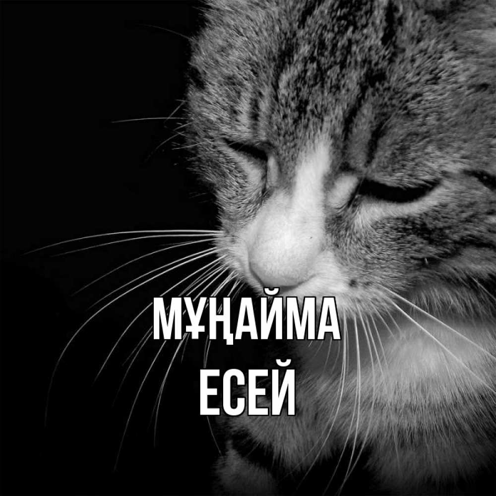 Күн сайын ашық хат с именем, Есей Мұңайма грустный котик Онлайн тегін жүктеп алу тілектері бар керемет карта 