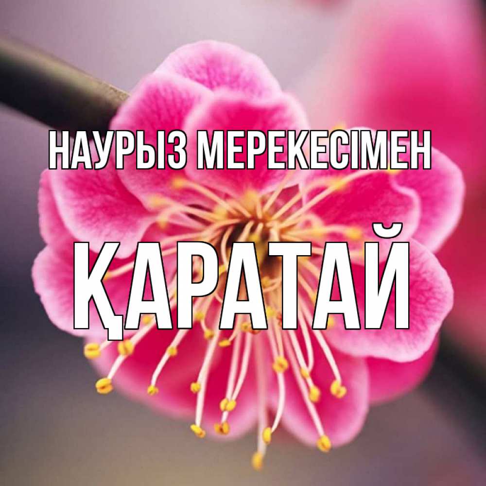 Күн сайын ашық хат с именем, Қаратай Наурыз мерекесімен цветы Онлайн тегін жүктеп алу тілектері бар керемет карта 