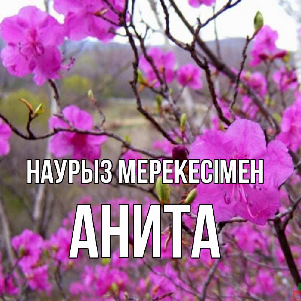 Күн сайын ашық хат с именем, Анита Наурыз мерекесімен праздник весны наурыз Онлайн тегін жүктеп алу тілектері бар керемет карта 