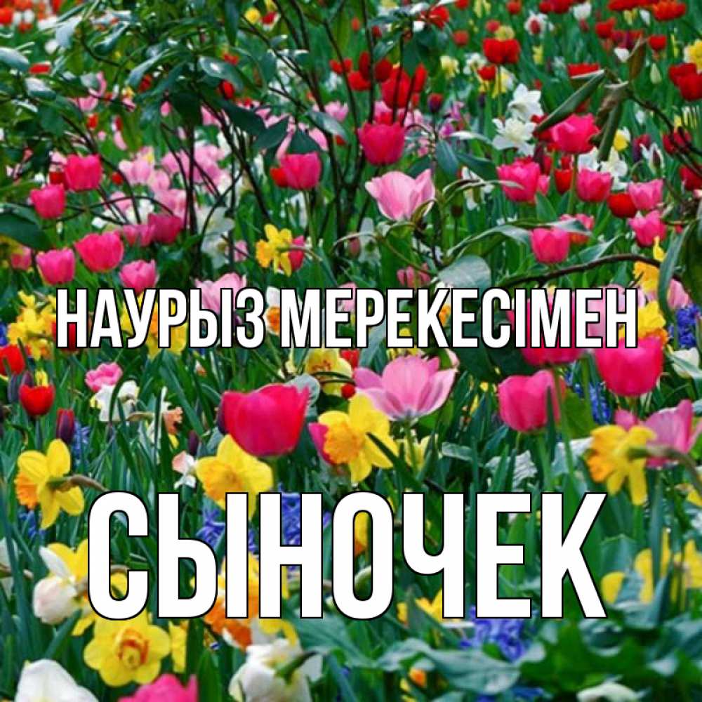 Күн сайын ашық хат с именем, Сыночек Наурыз мерекесімен с наурызом праздником весны поздравления для женщины Онлайн тегін жүктеп алу тілектері бар керемет карта 