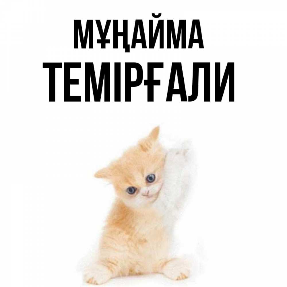 Күн сайын ашық хат с именем, ТЕМІРҒАЛИ Мұңайма просящий кот Онлайн тегін жүктеп алу тілектері бар керемет карта 