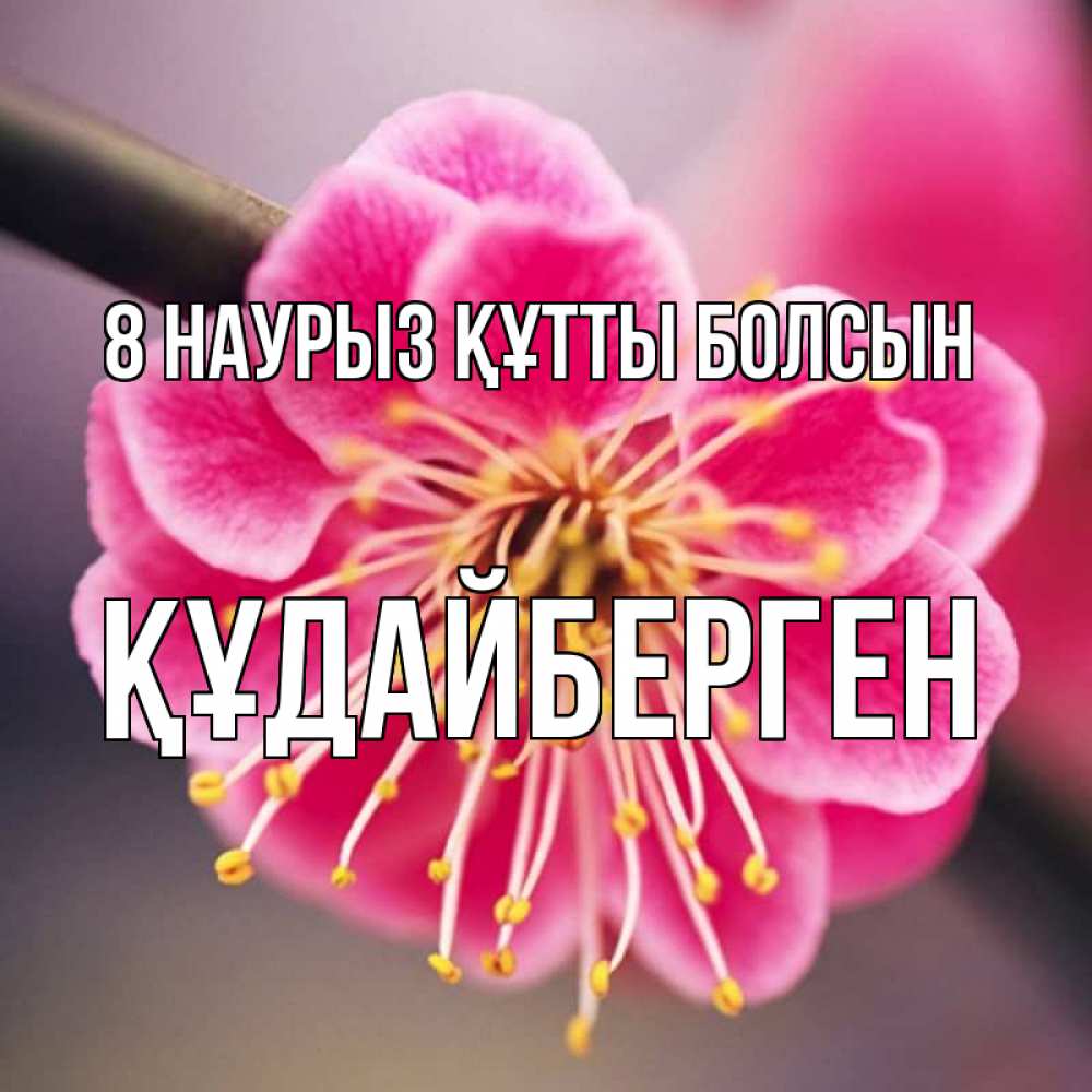 Күн сайын ашық хат с именем, ҚҰДАЙБЕРГЕН 8 наурыз құтты болсын цветы Онлайн тегін жүктеп алу тілектері бар керемет карта 