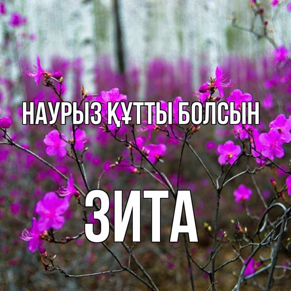 Күн сайын ашық хат с именем, Зита Наурыз құтты болсын дикие цветы Онлайн тегін жүктеп алу тілектері бар керемет карта 