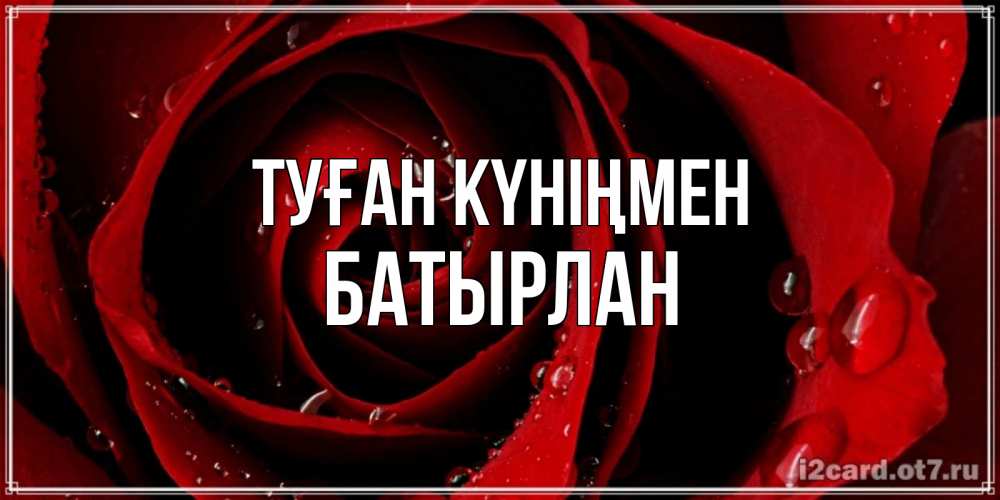 Күн сайын ашық хат с именем, Батырлан Туған күніңмен крупная бордовая роза Онлайн тегін жүктеп алу тілектері бар керемет карта 