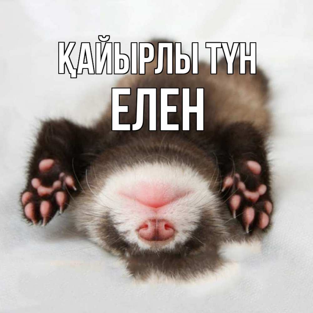Күн сайын ашық хат с именем, Елен Қайырлы түн зверек Онлайн тегін жүктеп алу тілектері бар керемет карта 