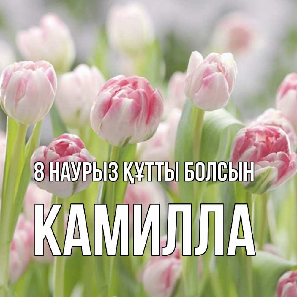 Күн сайын ашық хат с именем, Камилла 8 наурыз құтты болсын цветы Онлайн тегін жүктеп алу тілектері бар керемет карта 