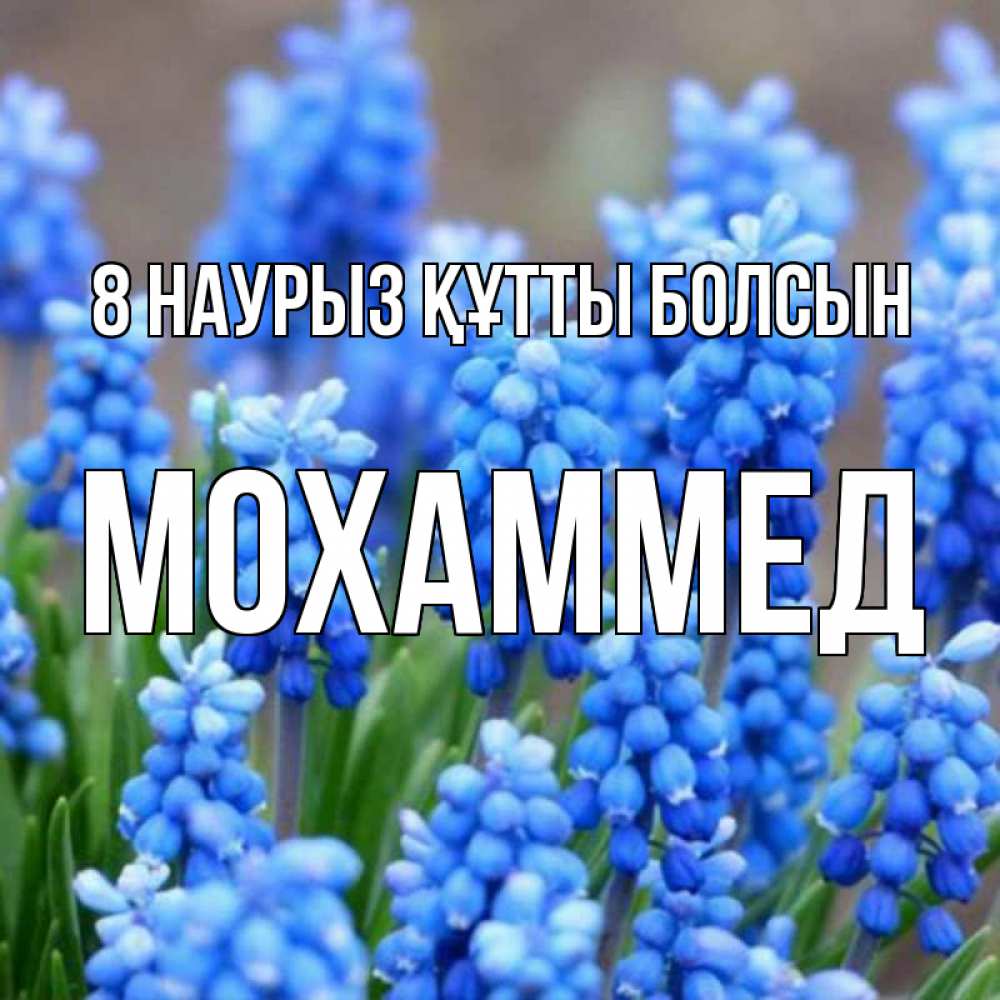 Күн сайын ашық хат с именем, Мохаммед 8 наурыз құтты болсын Поздравительная открытка для женщин с цветами на праздничную дату Онлайн тегін жүктеп алу тілектері бар керемет карта 