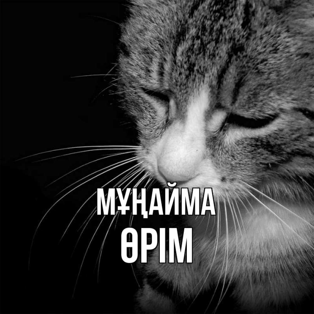 Күн сайын ашық хат с именем, ӨРІМ Мұңайма грустный котик Онлайн тегін жүктеп алу тілектері бар керемет карта 