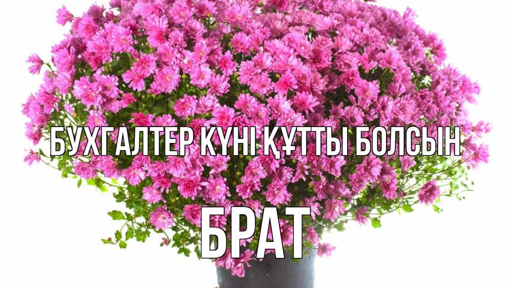 Күн сайын ашық хат с именем, Брат бухгалтер күні құтты болсын с днем бухгалтера Онлайн тегін жүктеп алу тілектері бар керемет карта 
