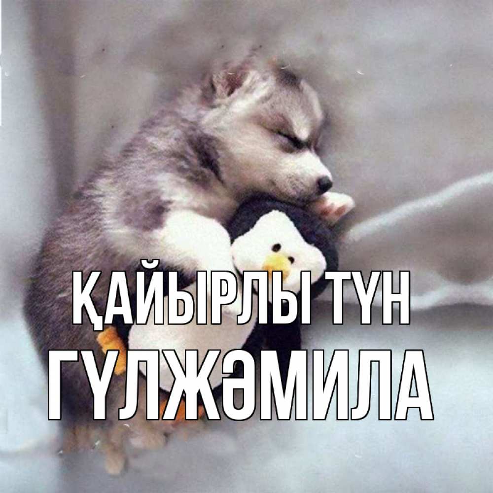 Күн сайын ашық хат с именем, ГҮЛЖӘМИЛА Қайырлы түн обнимашки щенка и пингвина Онлайн тегін жүктеп алу тілектері бар керемет карта 