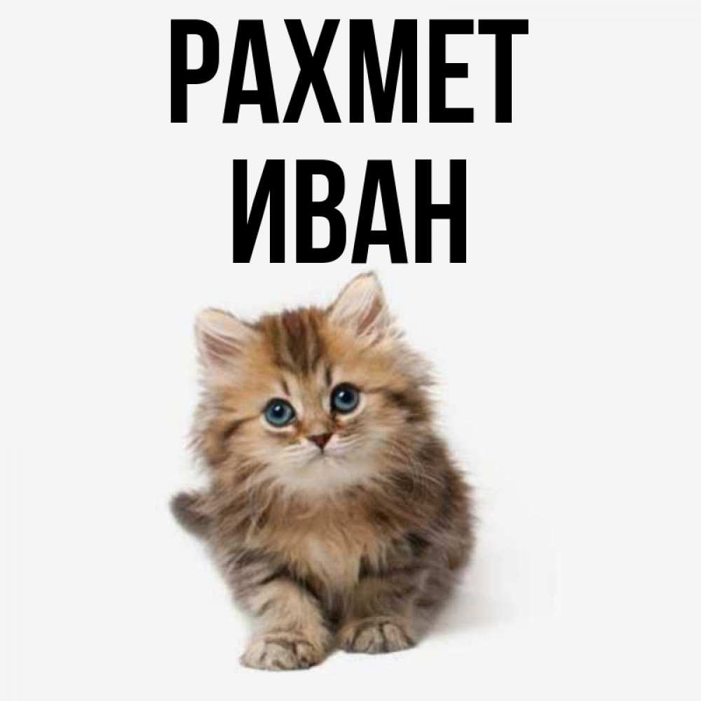 Күн сайын ашық хат с именем, Иван рахмет пушистый котик Онлайн тегін жүктеп алу тілектері бар керемет карта 