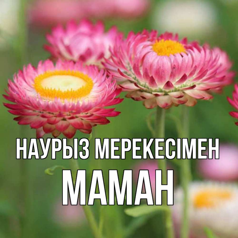 Күн сайын ашық хат с именем, МАМАН Наурыз мерекесімен подарок на международный женский день Онлайн тегін жүктеп алу тілектері бар керемет карта 